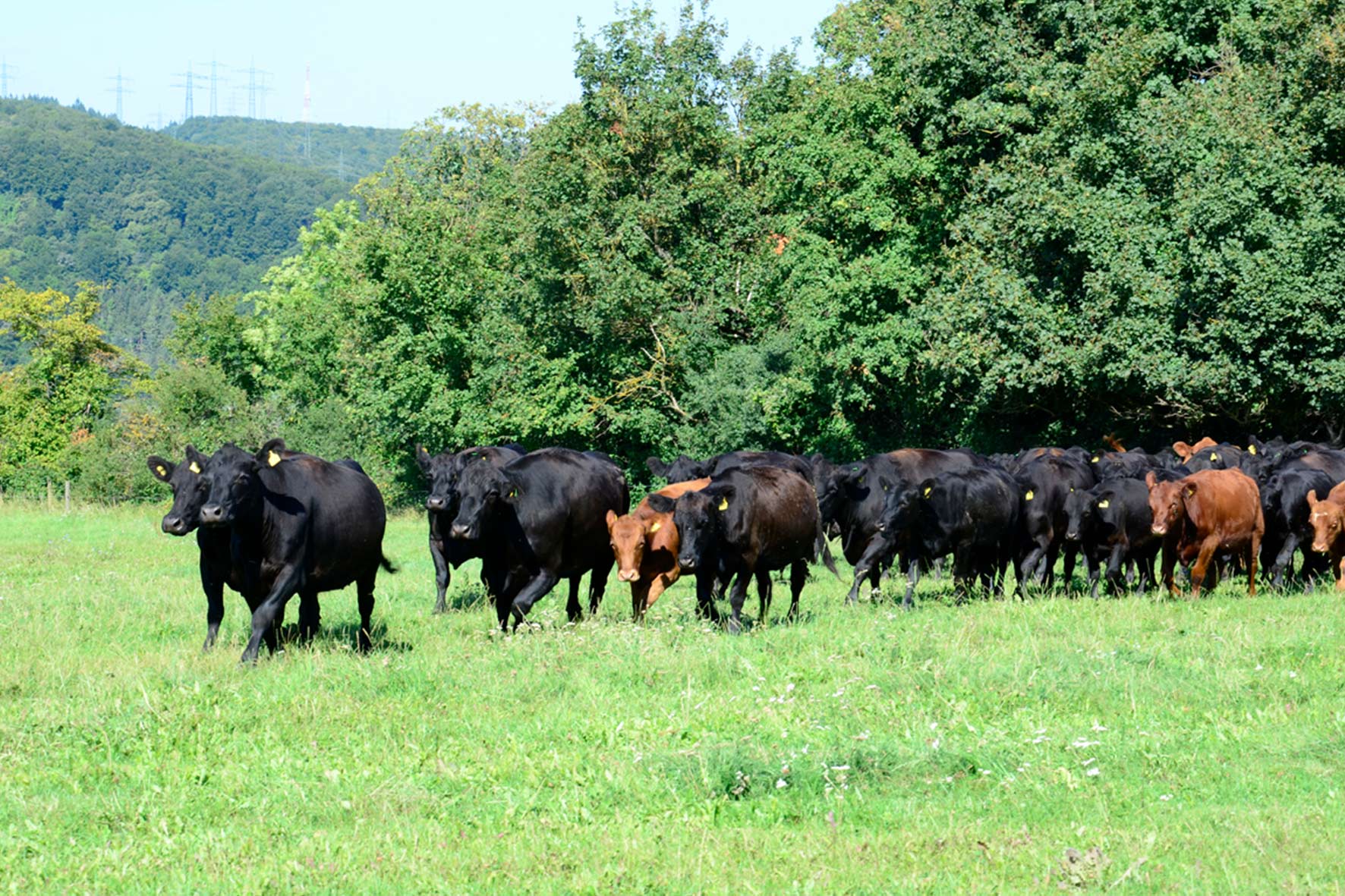 Landwirtschaft - Schäfer's auf dem Michaelsberg Landwirtschaft - Schäfer's auf dem Michaelsberg